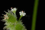 Canadian blacksnakeroot